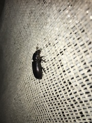 Aulacocyclus edentulus