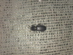 Aulacocyclus edentulus