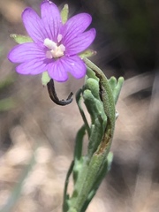 Epilobium billardiereanum