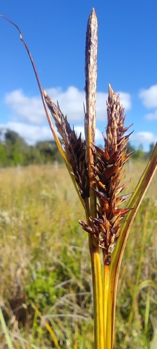 Carex werdermannii