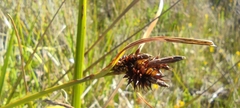Carex werdermannii