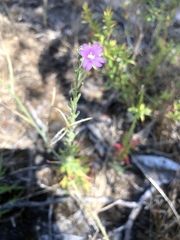 Epilobium billardiereanum