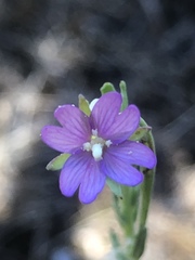 Epilobium billardiereanum