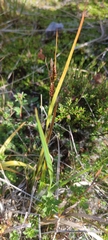 Carex werdermannii