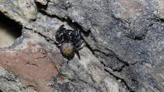 Stiphropus ocellatus