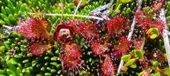 Drosera uniflora