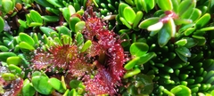 Drosera uniflora