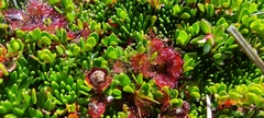 Drosera uniflora