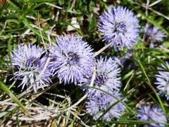 Globularia