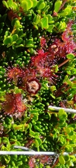Drosera uniflora