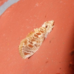 Narosa conspersa