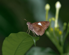 Notocrypta paralysos