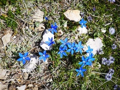 Gentiana verna