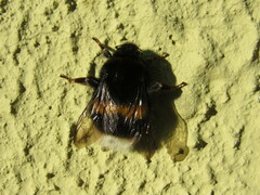 Bombus