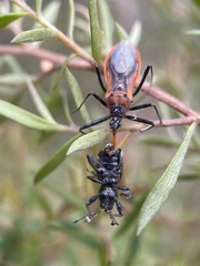 Gminatus australis