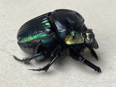 Diabroctis mimas