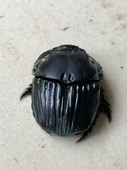 Diabroctis mimas