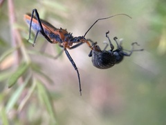 Gminatus australis