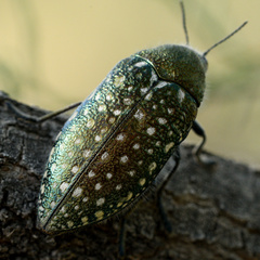 Julodis lucasi