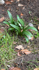 Galanthus woronowii