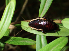 Drymaplaneta semivitta