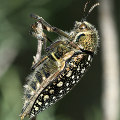 Julodis lucasi