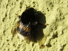 Bombus