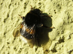 Bombus
