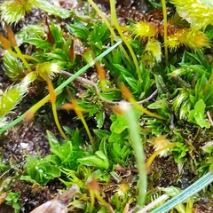 Tortula subulata