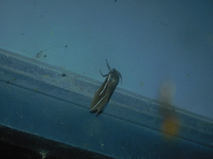 Abantiades latipennis