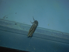 Abantiades latipennis