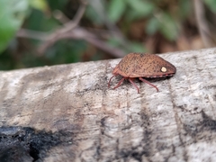 Solenosthedium bilunatum