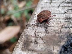 Solenosthedium bilunatum