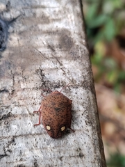 Solenosthedium bilunatum