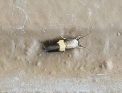 Nemophora