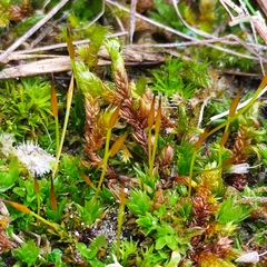 Tortula subulata