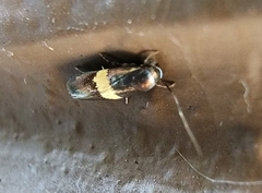 Nemophora