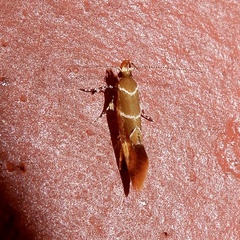 Promalactis
