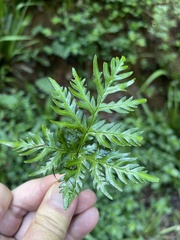 Doryopteris concolor