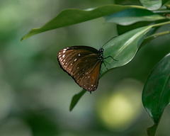 Euploea phaenareta