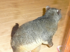 Trichosurus caninus