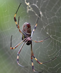Trichonephila clavipes