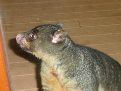 Trichosurus caninus
