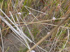 Limonium anthericoides