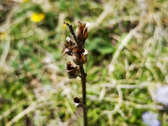 Pedicularis gyroflexa