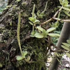Peperomia tetraphylla