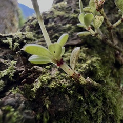 Peperomia tetraphylla