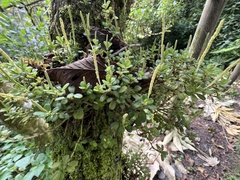 Peperomia tetraphylla