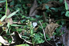 Neopithecops zalmora