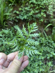 Doryopteris concolor